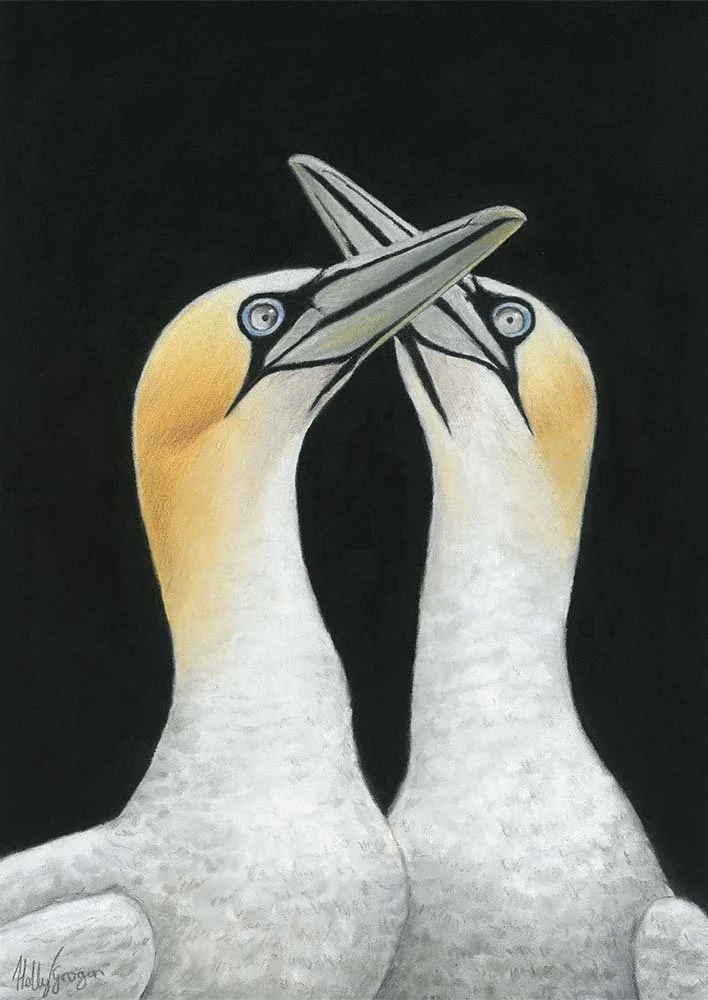 Gannet Pair