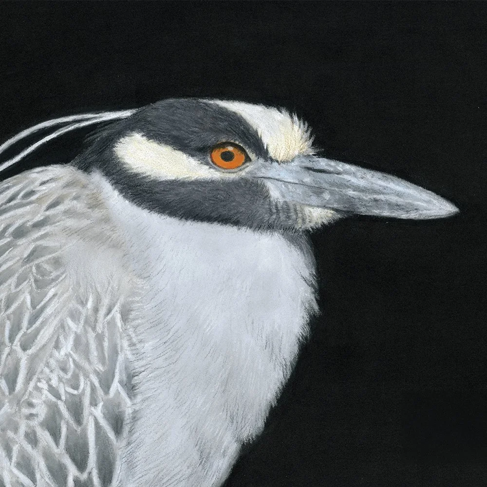 A detailed pastel painting of a yellow-crowned night heron bird against a black background.