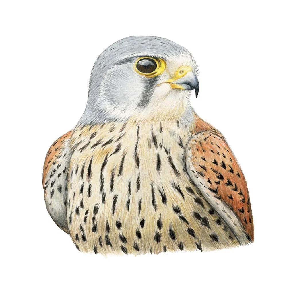 Common Kestrel