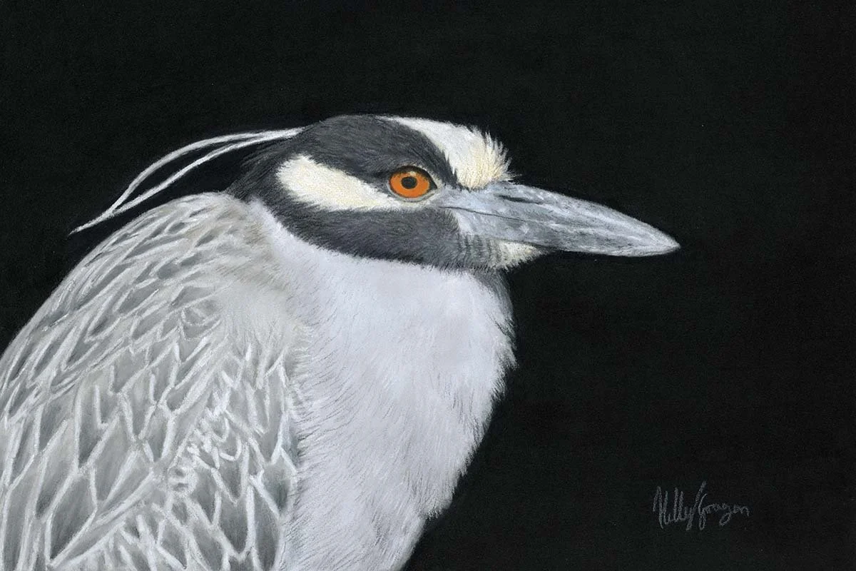 Yellow-crowned Night Heron, Belcarra