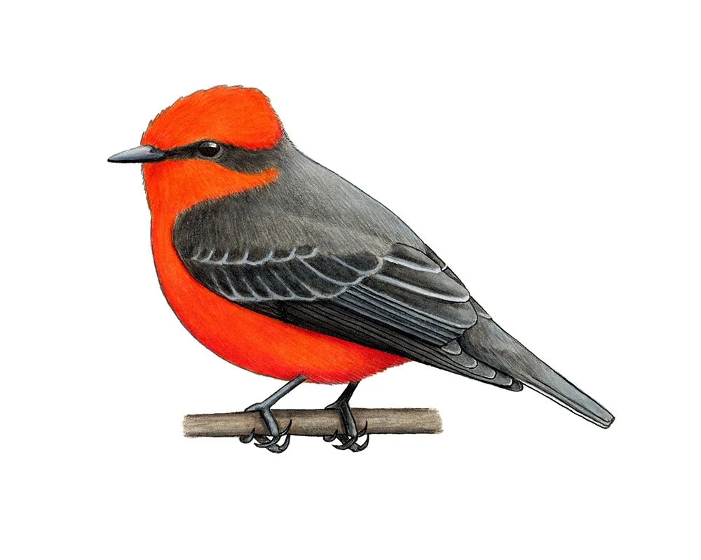 Vermillion Flycatcher