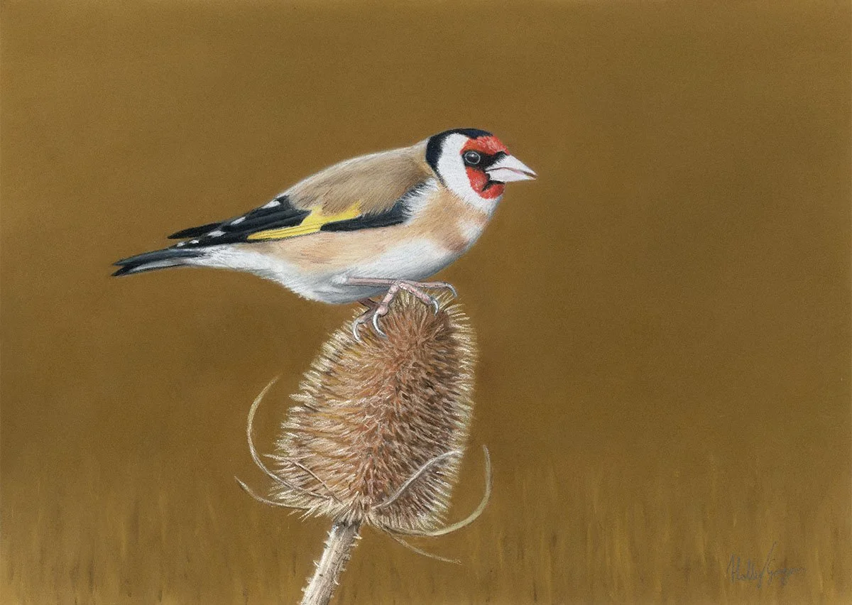 Goldfinch on Teasel