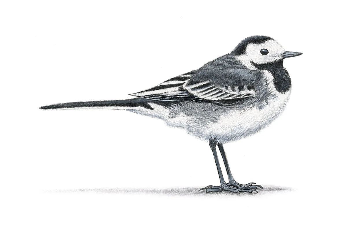 Pied Wagtail