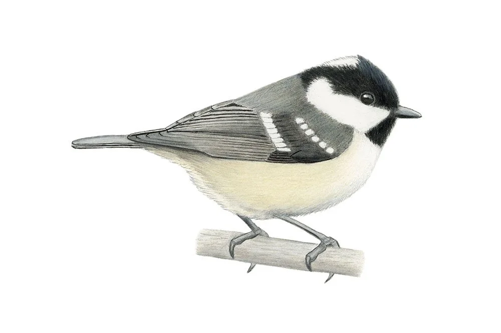 Coal Tit