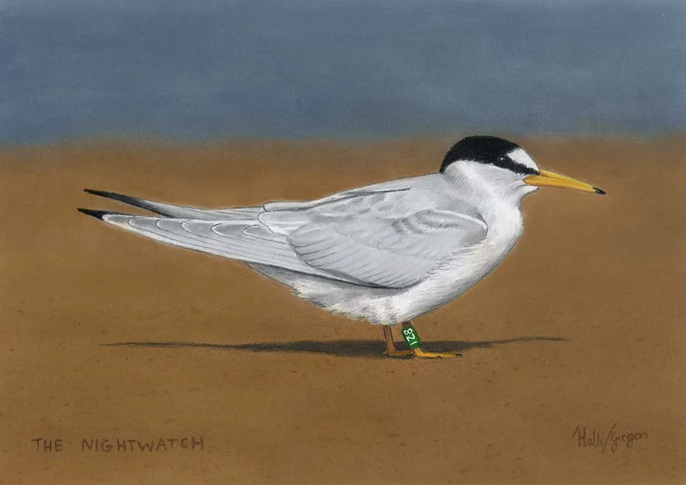 Little Tern - 'The Nightwatch'