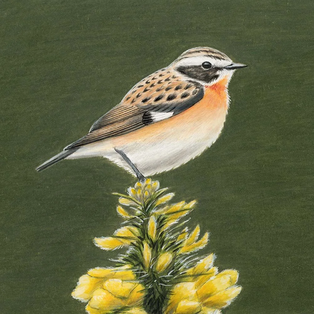 Whinchat
