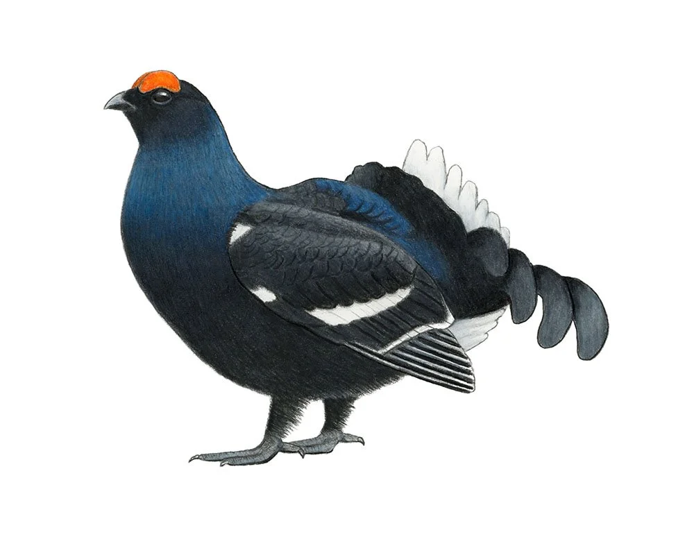 Black Grouse