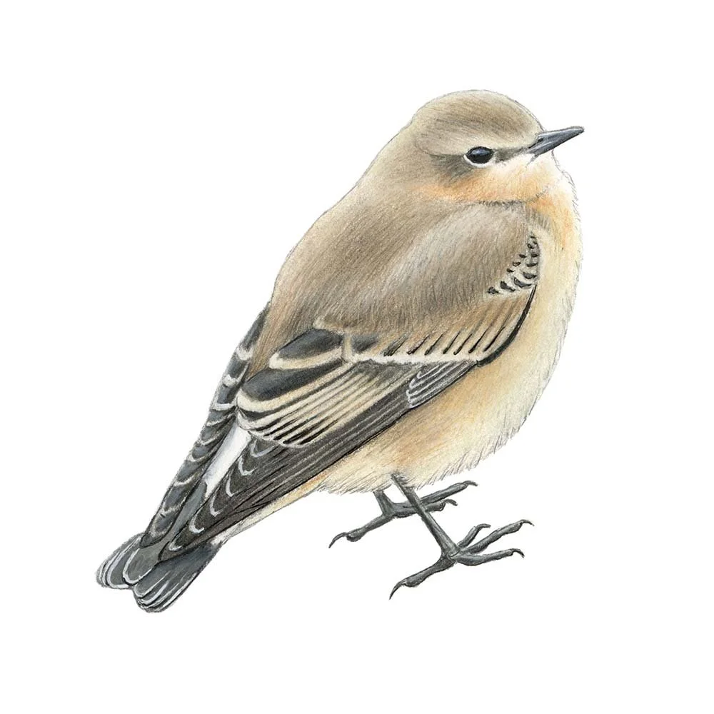 Northern Wheatear (Juvenile)