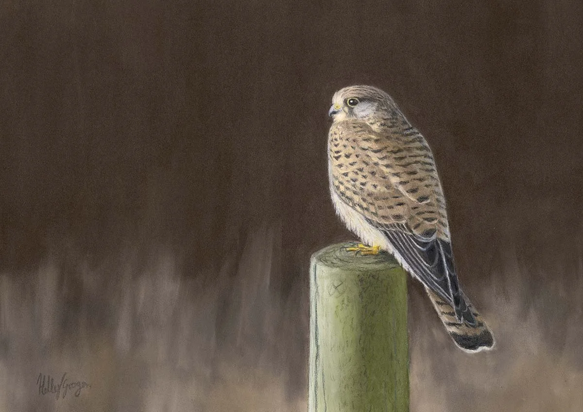 Female Kestrel, Turvey NR