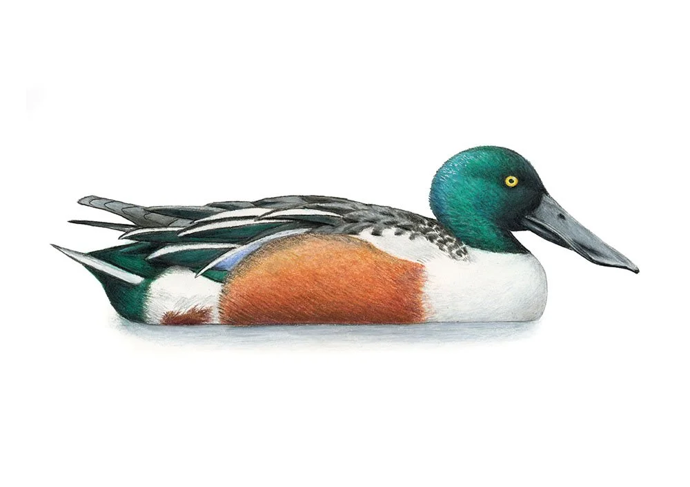 Northern Shoveler
