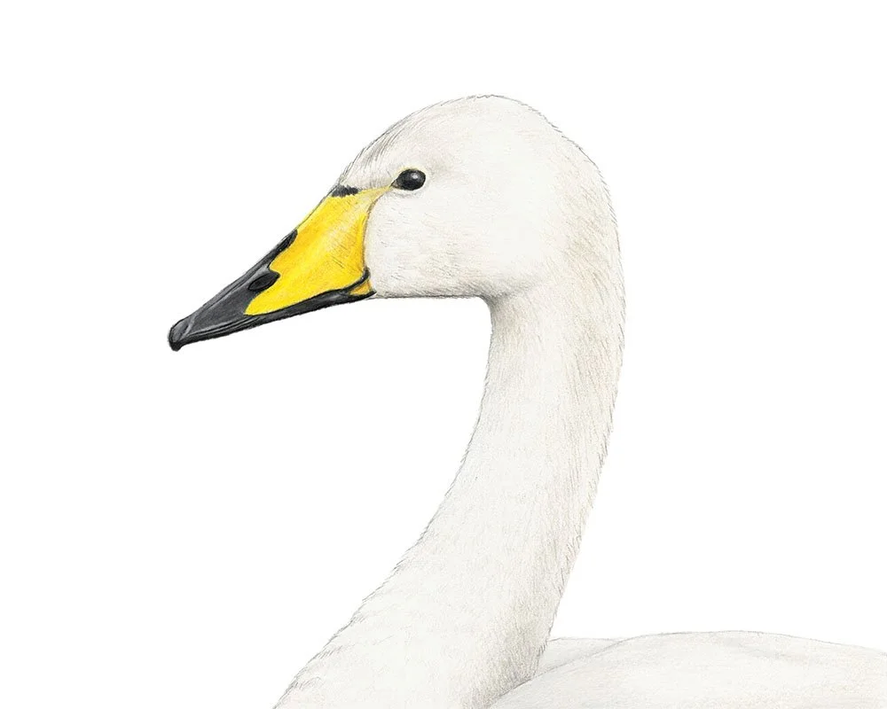 Whooper Swan