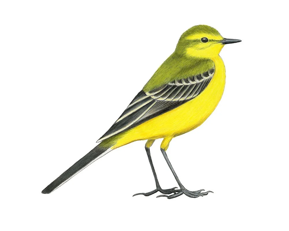 Yellow Wagtail (flavissima)