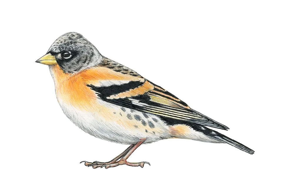 Brambling