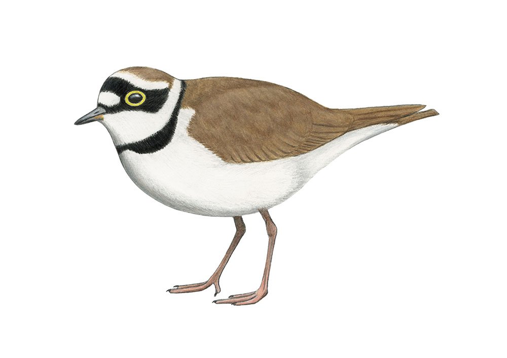 Little Ringed Plover