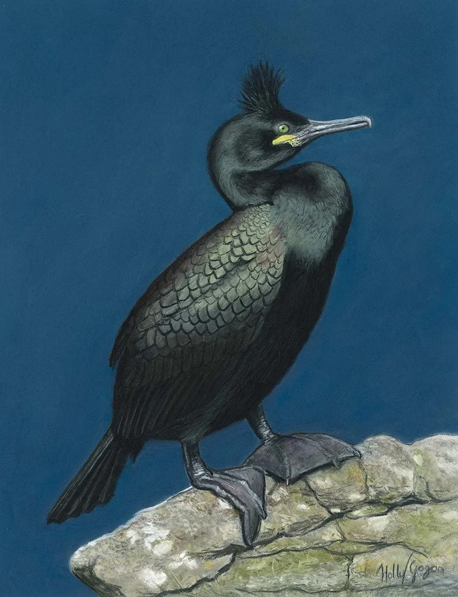European Shag