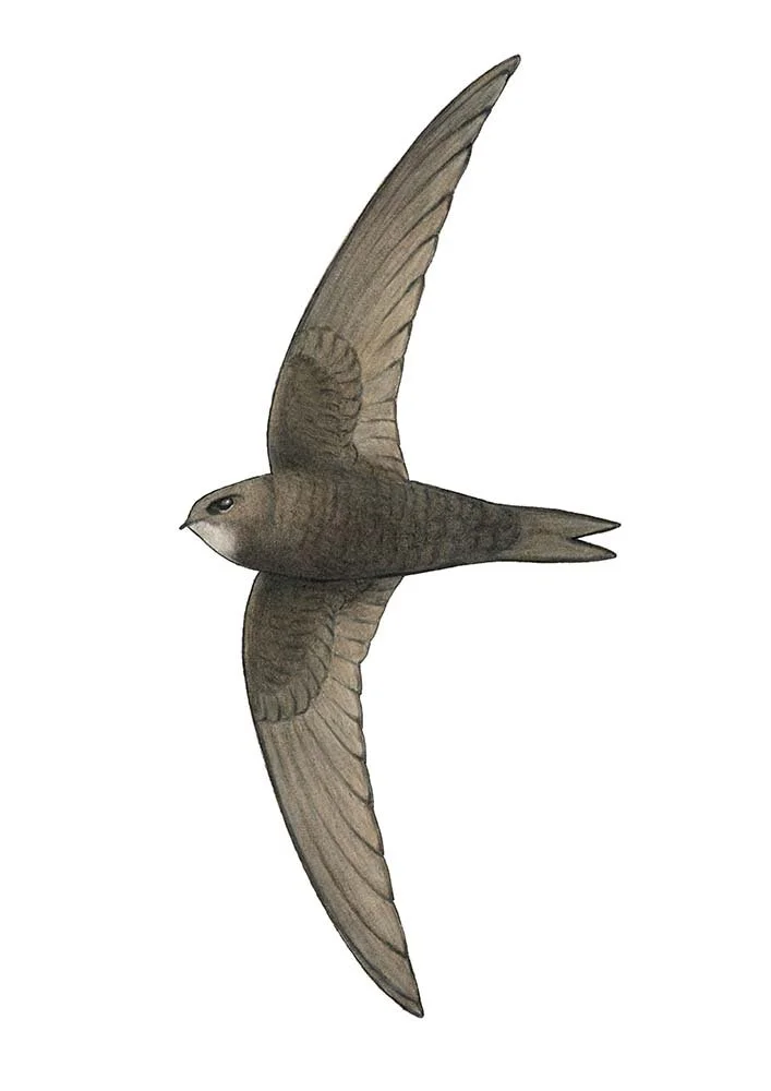 Common Swift