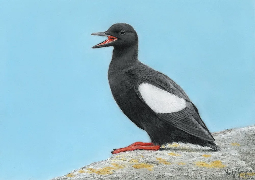 Black Guillemot, Great South Wall