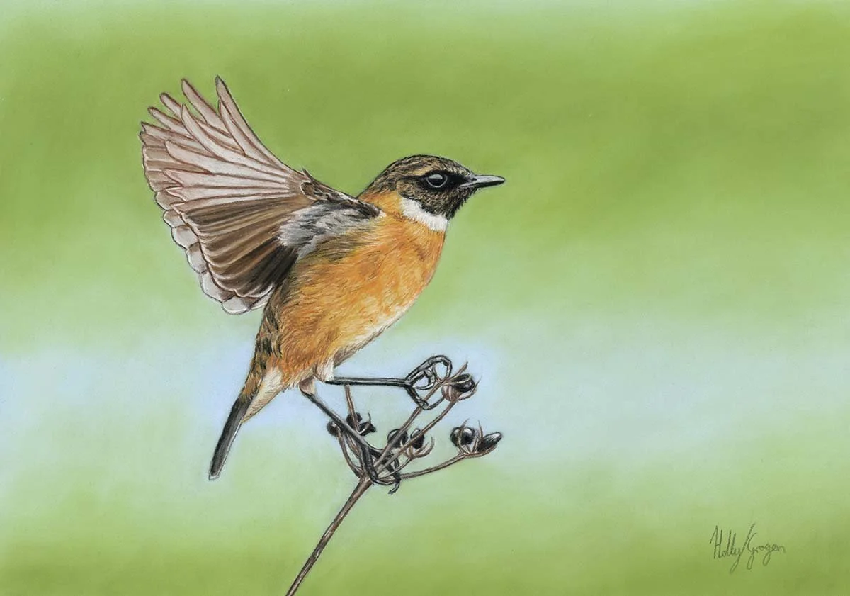 Stonechat