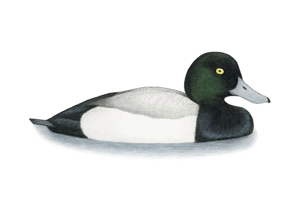 Greater Scaup