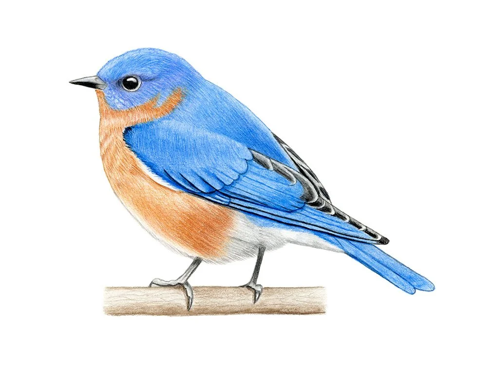 Eastern Bluebird - Frontispiece for The Wilson Journal of Ornithology (issue 135-1)