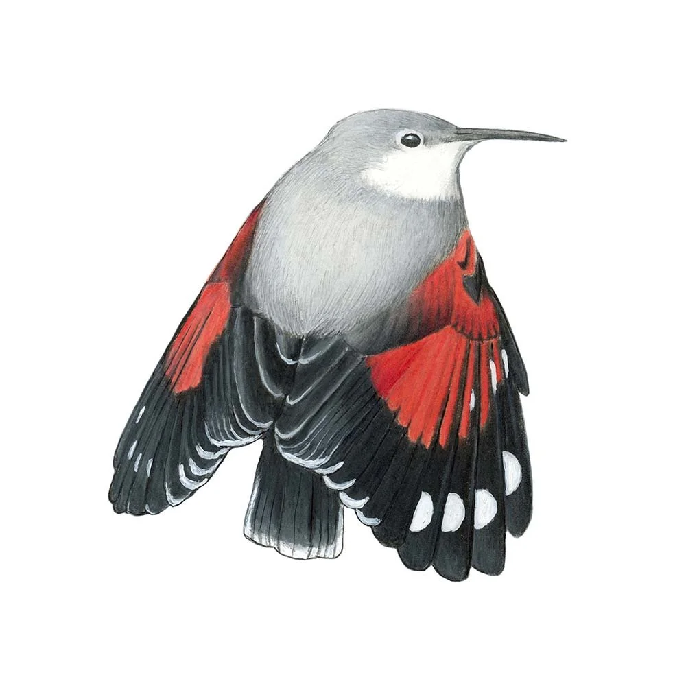 Wallcreeper