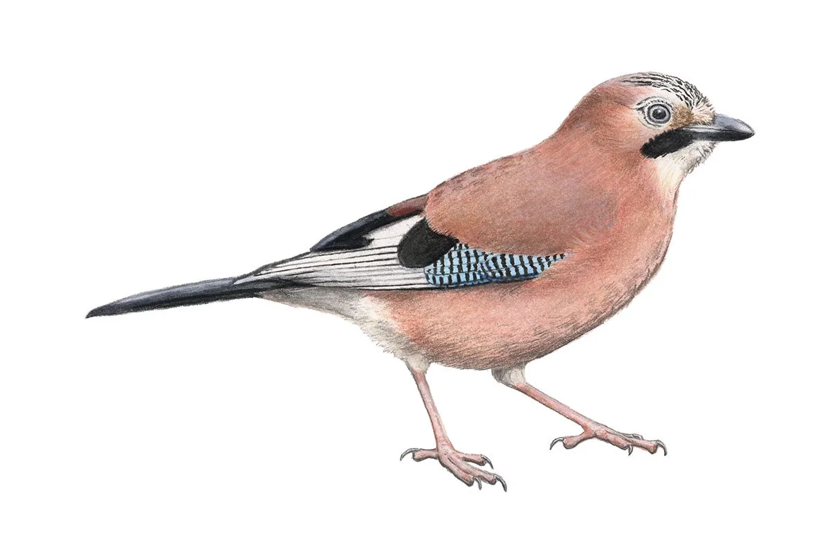 Eurasian Jay