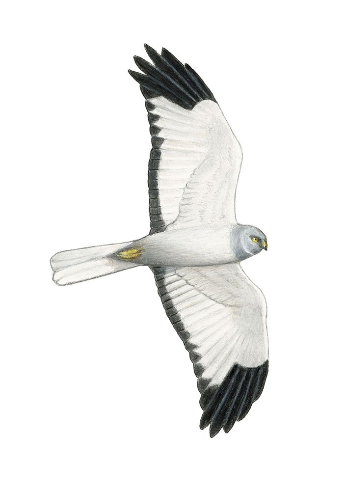 Hen Harrier