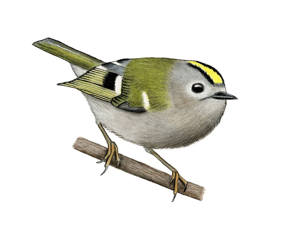 Goldcrest