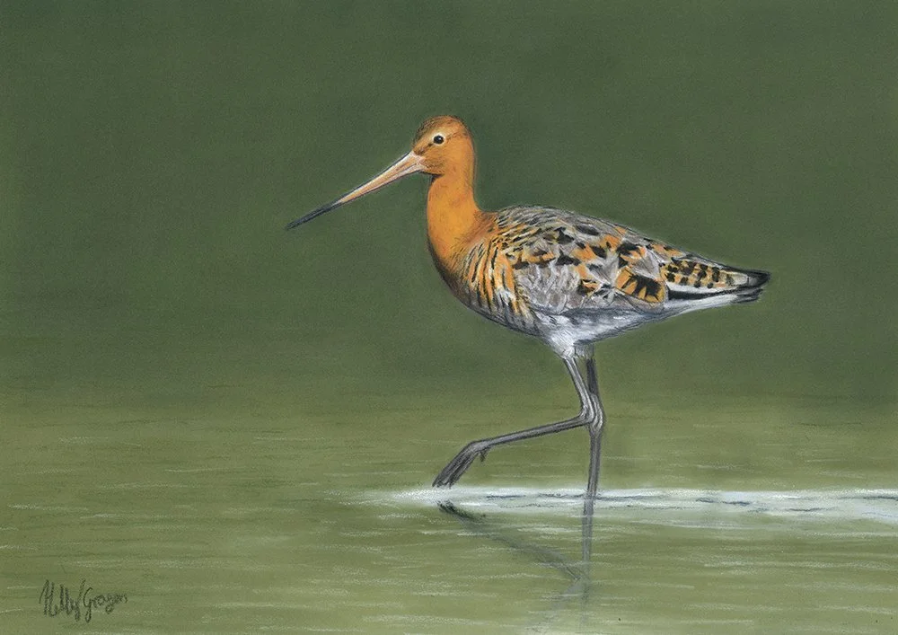 Black-tailed Godwit, Swords Estuary