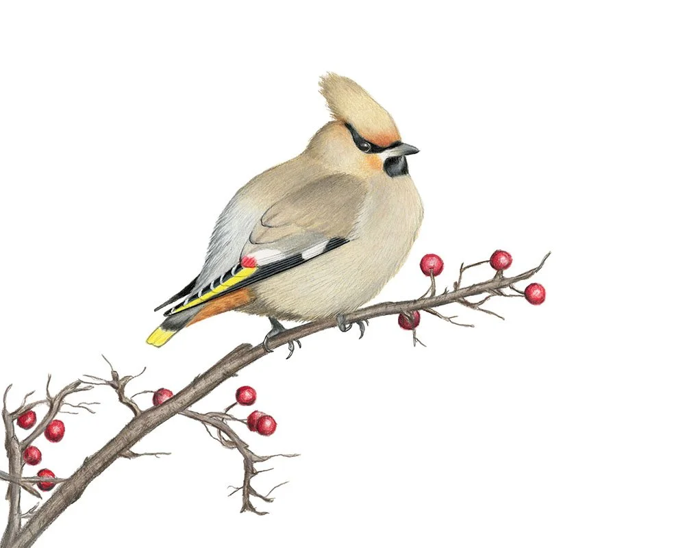 Bohemian Waxwing