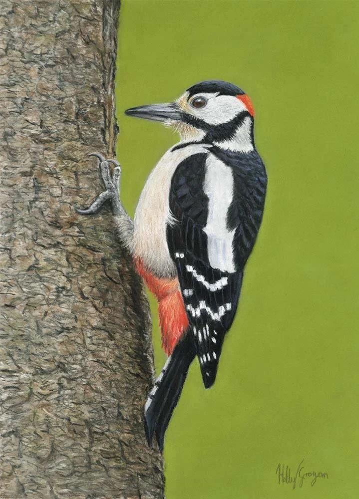 Great Spotted Woodpecker