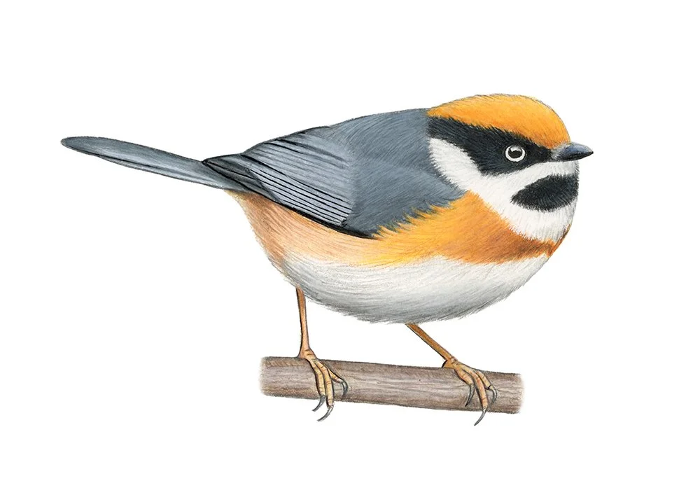 Black-throated Bushtit