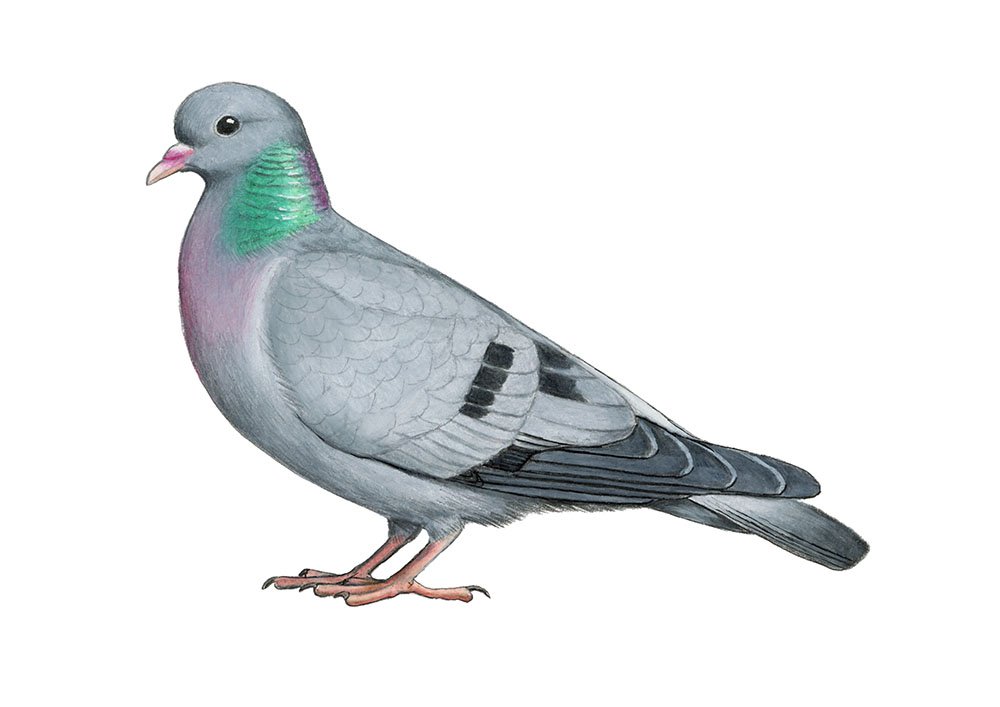 Stock Dove