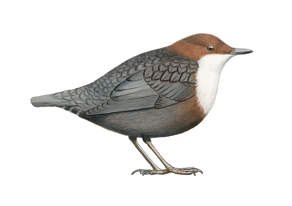 White-throated Dipper