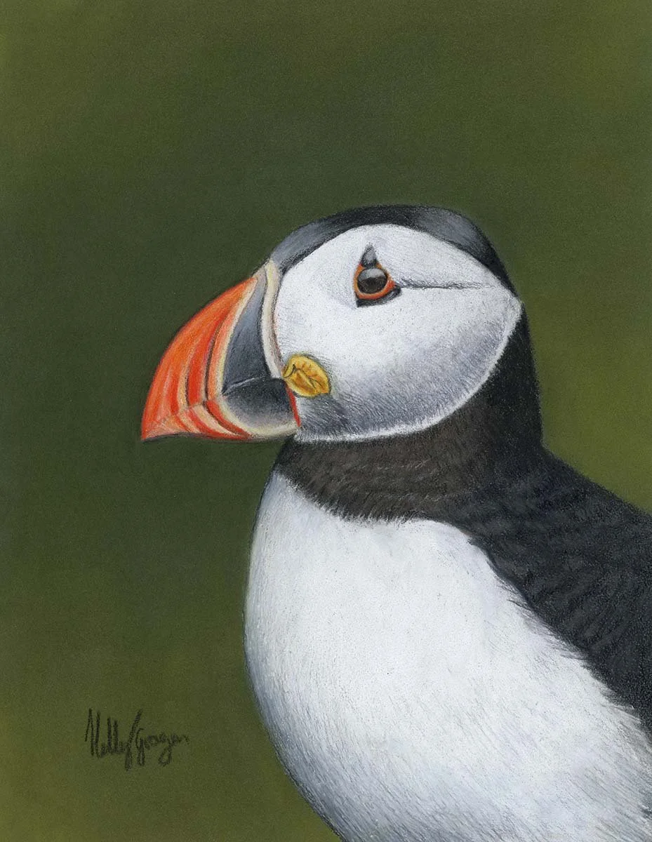 Puffin Portrait