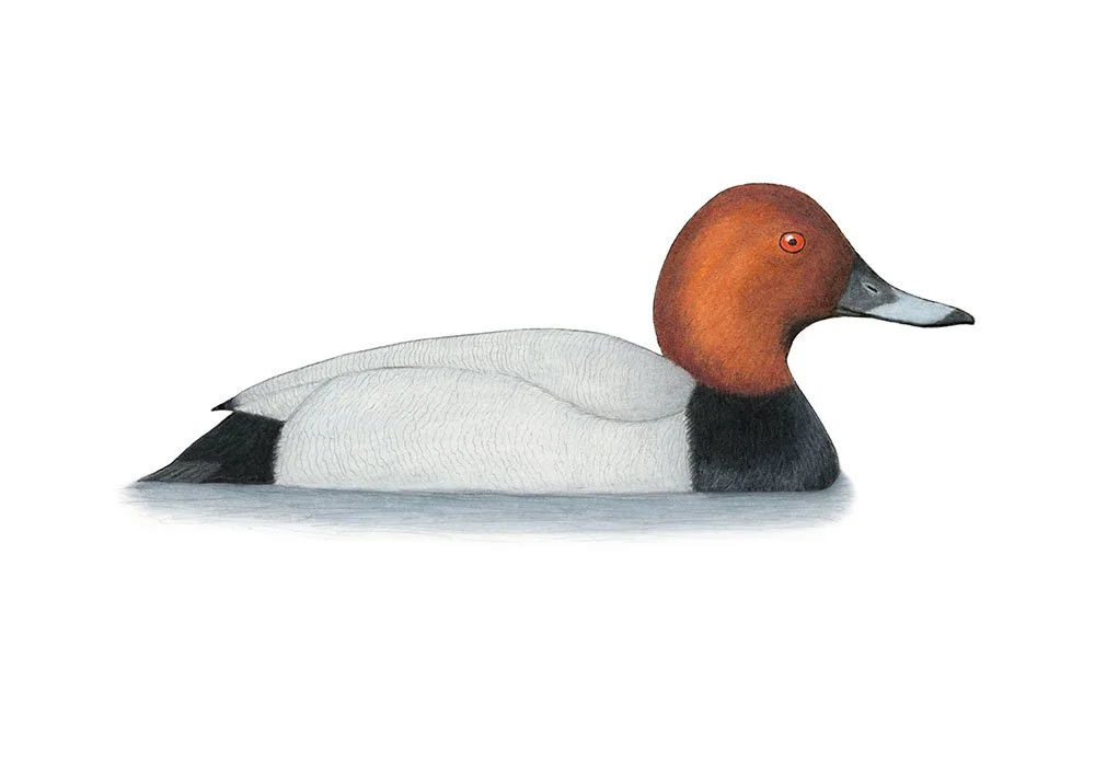 Common Pochard