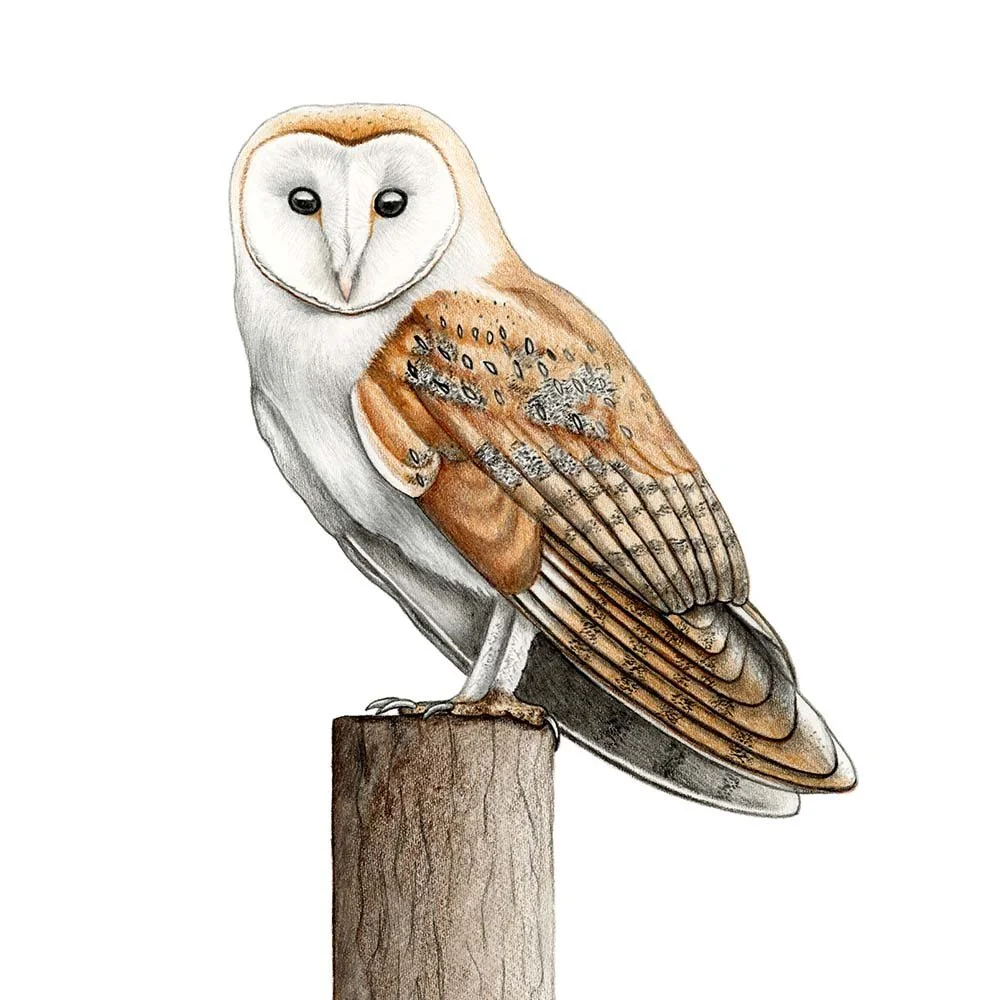 Barn Owl