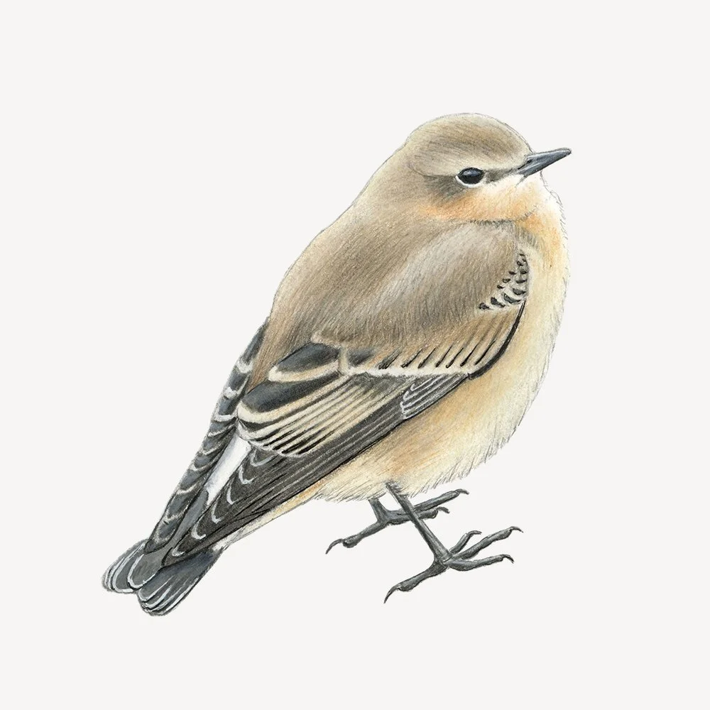 Illustration of a juvenile northern wheatear bird against a plain white background.