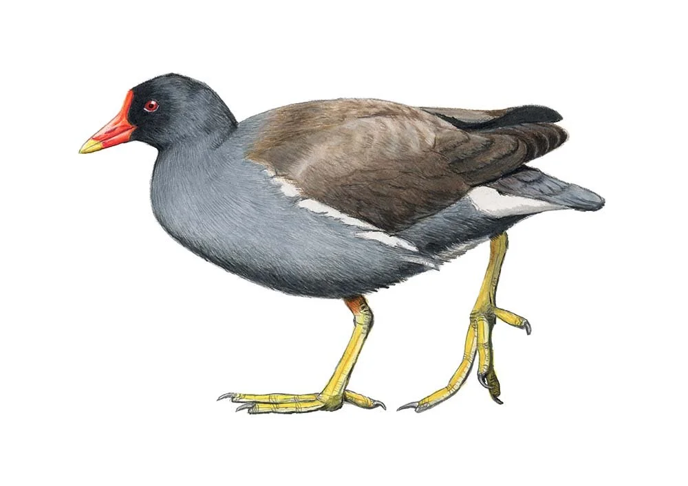 Common Moorhen
