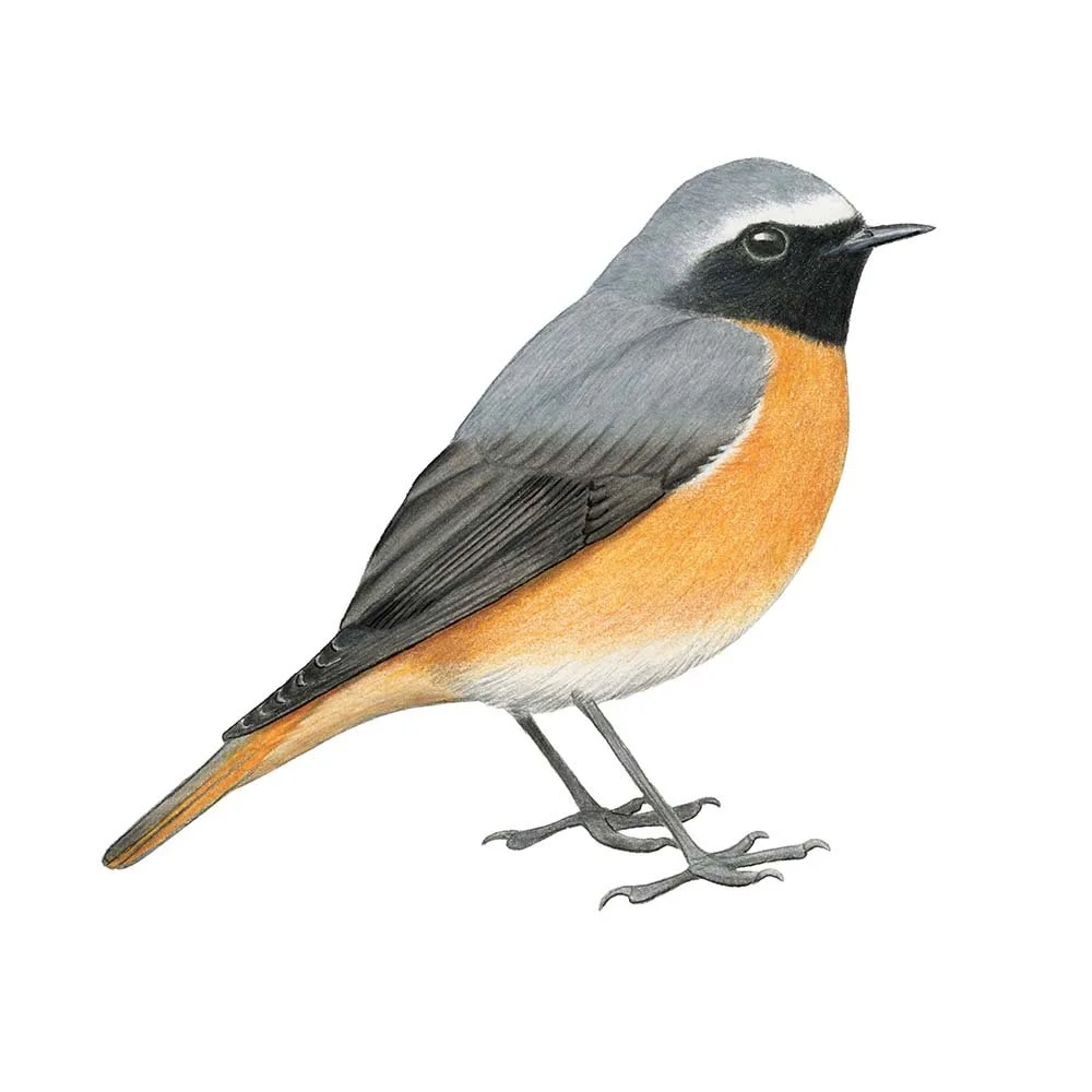 Common Redstart