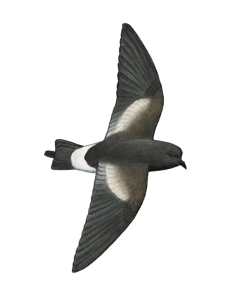 Wilson's Storm Petrel