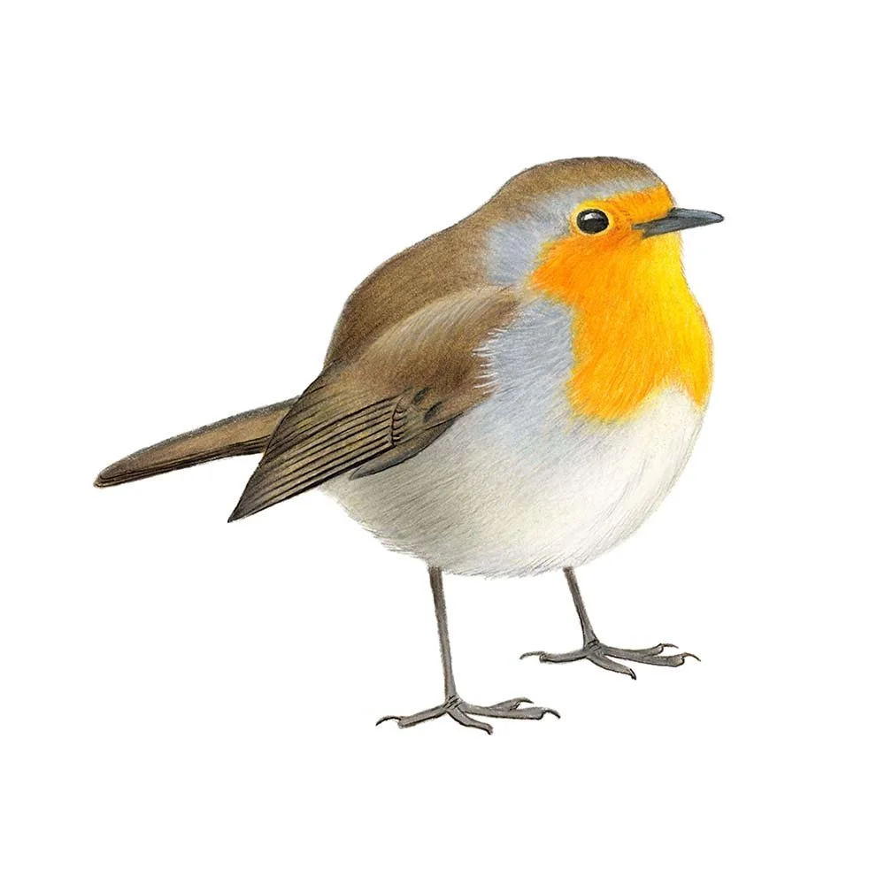 European Robin