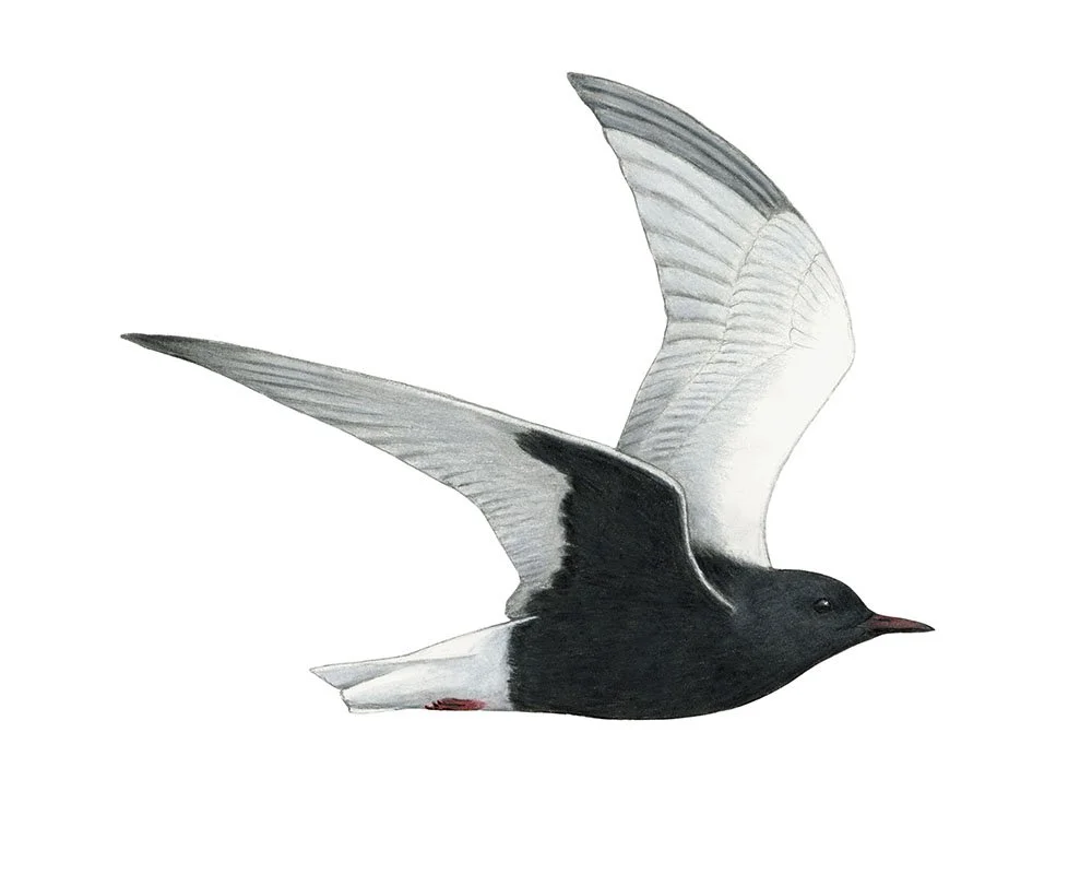White-winged Black Tern
