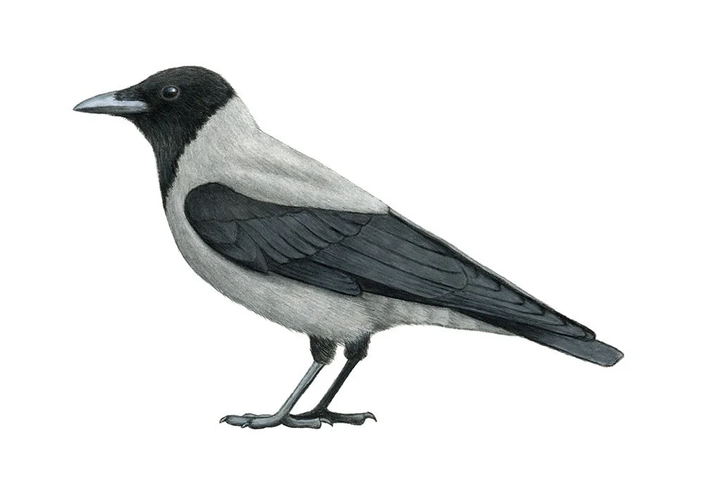 Hooded Crow