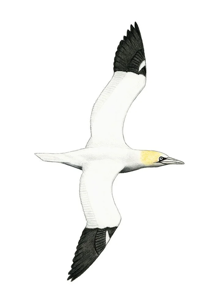 Northern Gannet