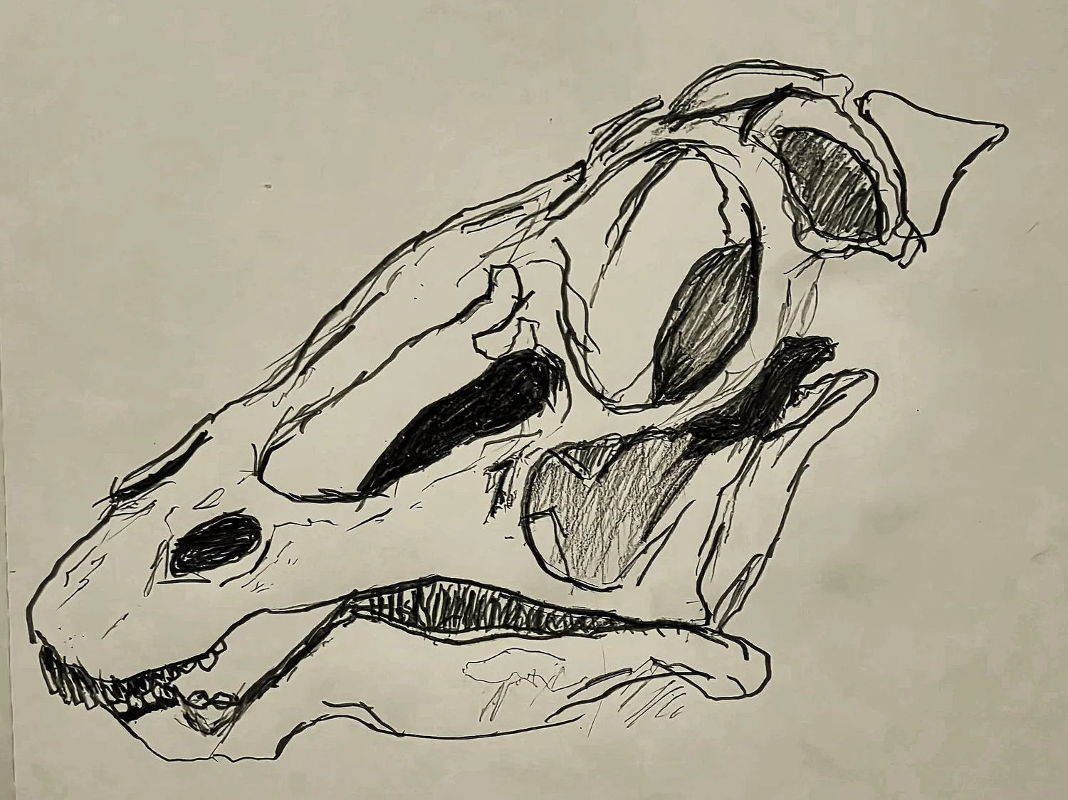 Art or Fact - Scientific Illustration