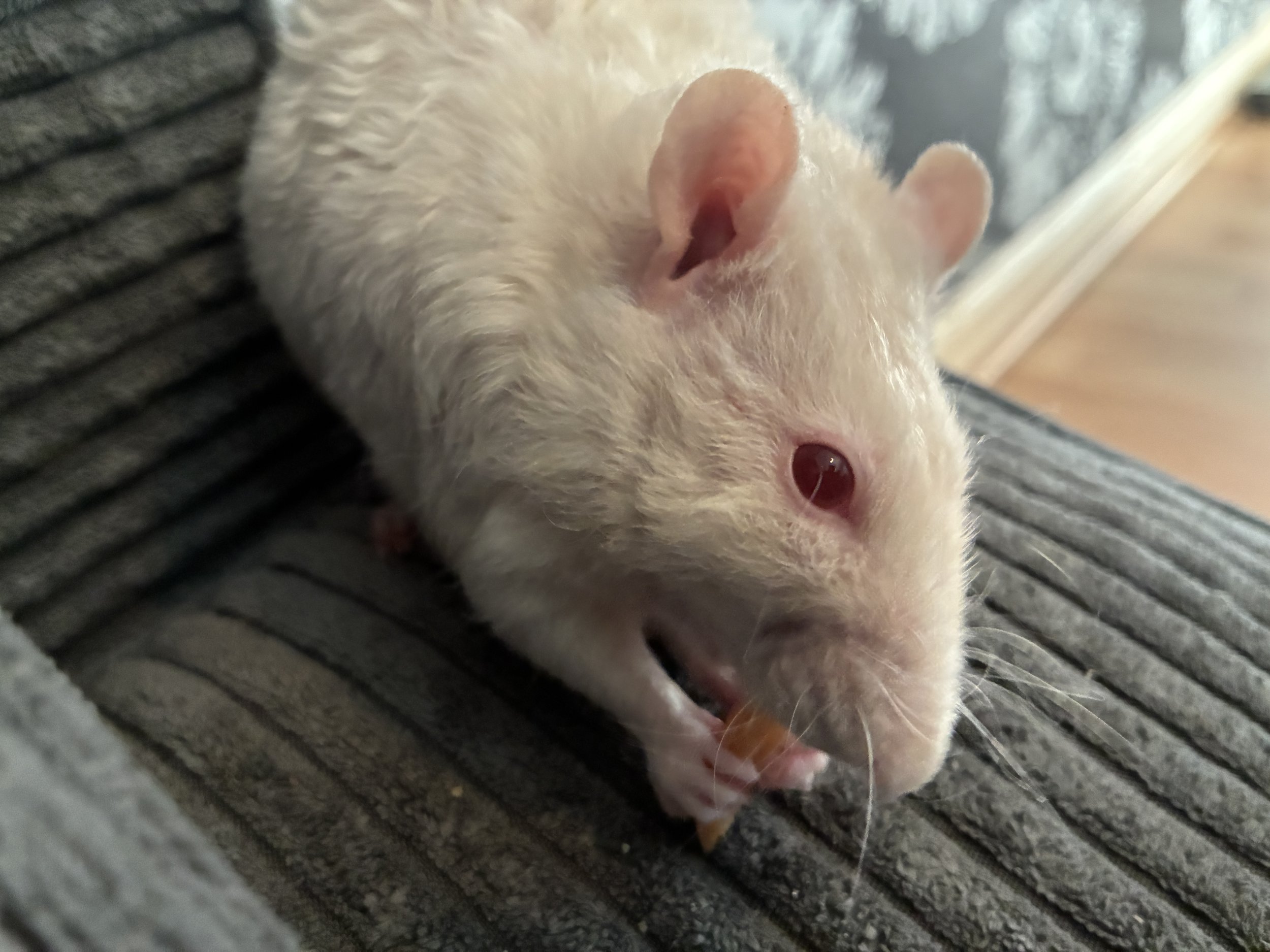 Close-up portrait of Magni, a white rex pet rat with red eyes, eating a treat. 