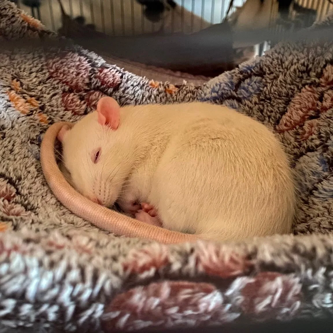 The new girls have settled in. Their names are Gem and Crystal 🐀

They love their daily free roam time exploring, foraging, climbing and they are always up to mischief. 

All that mischief also makes you sleepy 💤

#ratsofinstagram #chaospotatoes #f