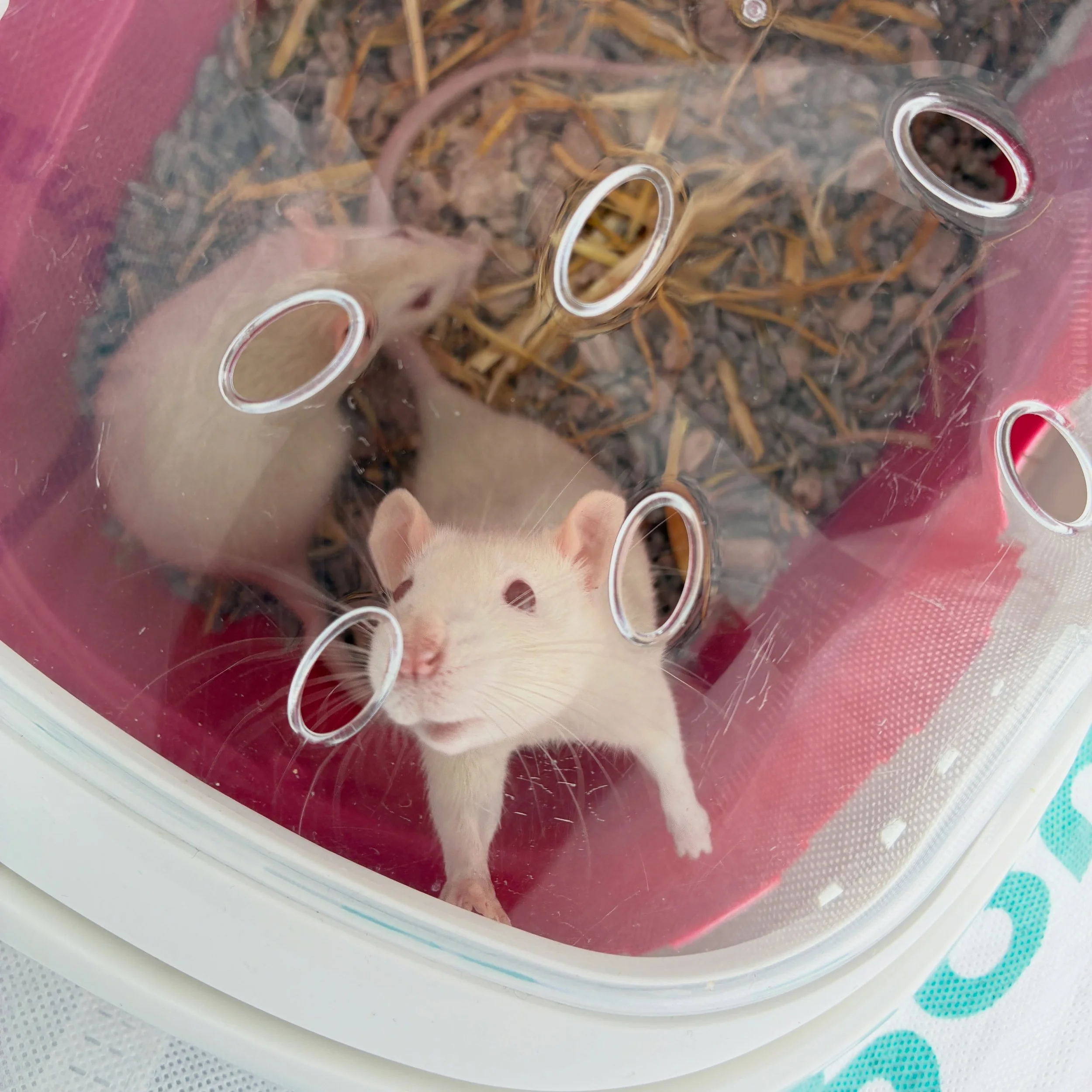 The gang is growing. We adopted two beautiful girls 😍 They have no names yet. And better photos will follow soon. We&rsquo;ll let them settle in first.

#chaospotatoes #fancyrats #ratstagram #pocketpuppies