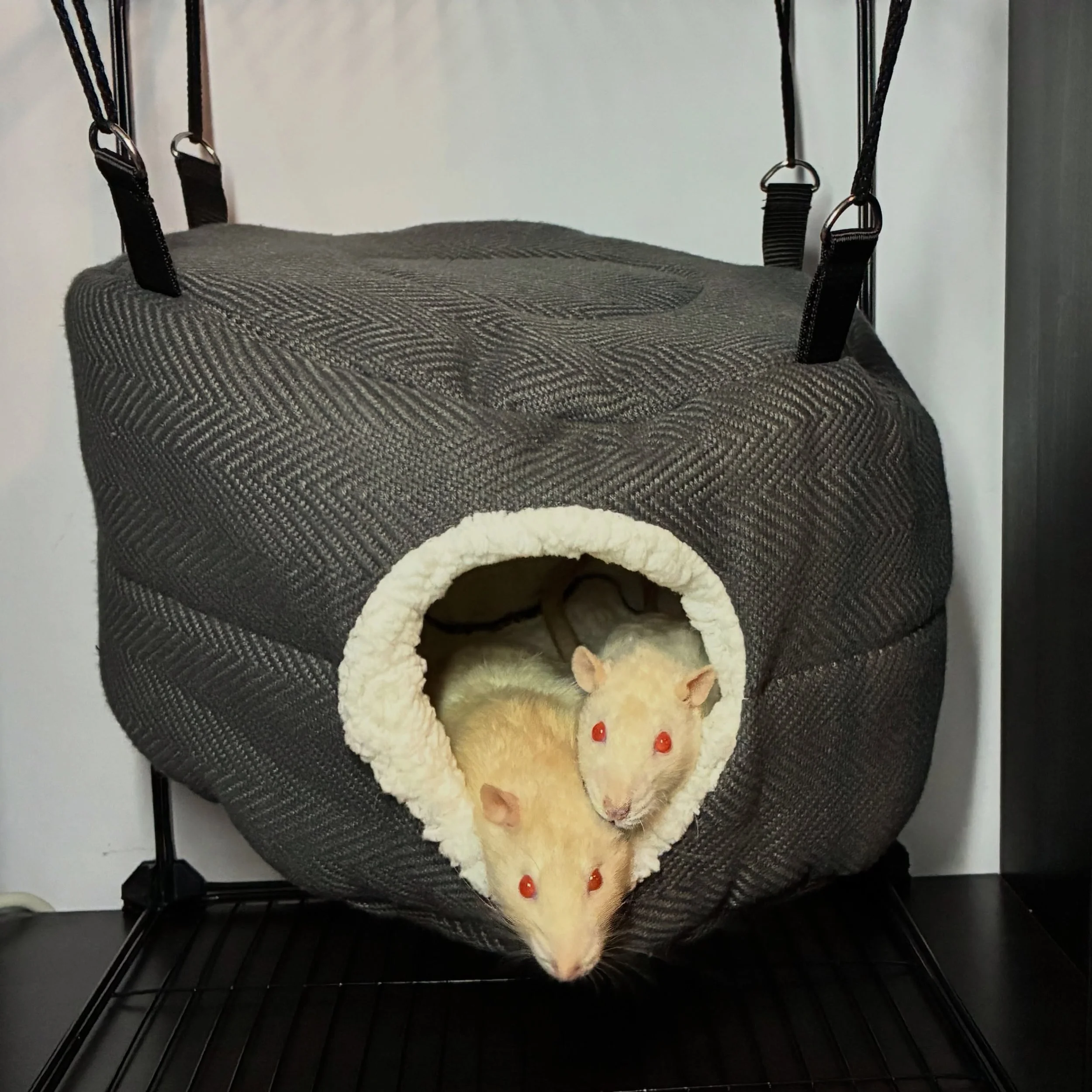 Ozzy and Magni are product testers and models for @weewhiskers.petsupplies 🐀

#ratsofinstagram #chaospotatoes #photoshoot